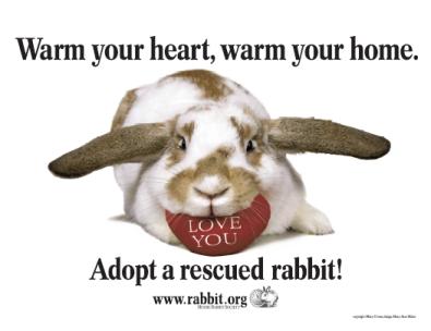Adopt a rescued rabbit!