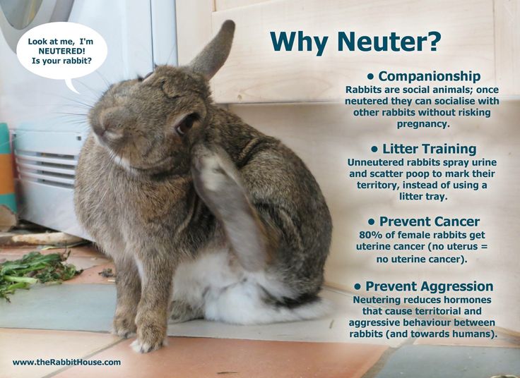 rabbit care after neuter