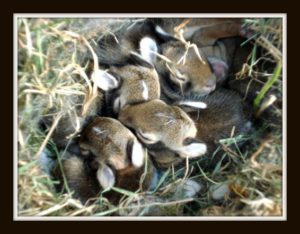 Bunny Nest