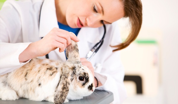 A question The Rabbit Doctors are - The Rabbit Doctors