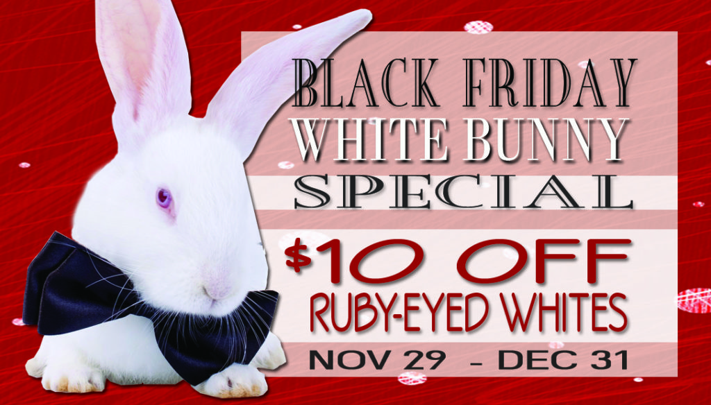 Black Friday White Bunny Special