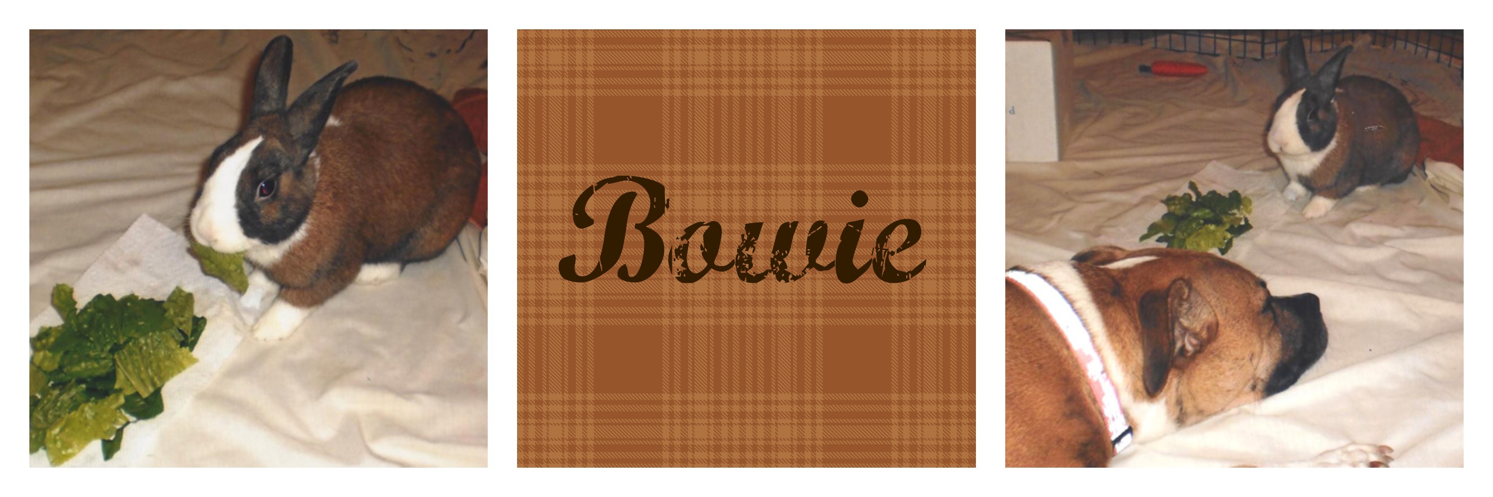 Bowie