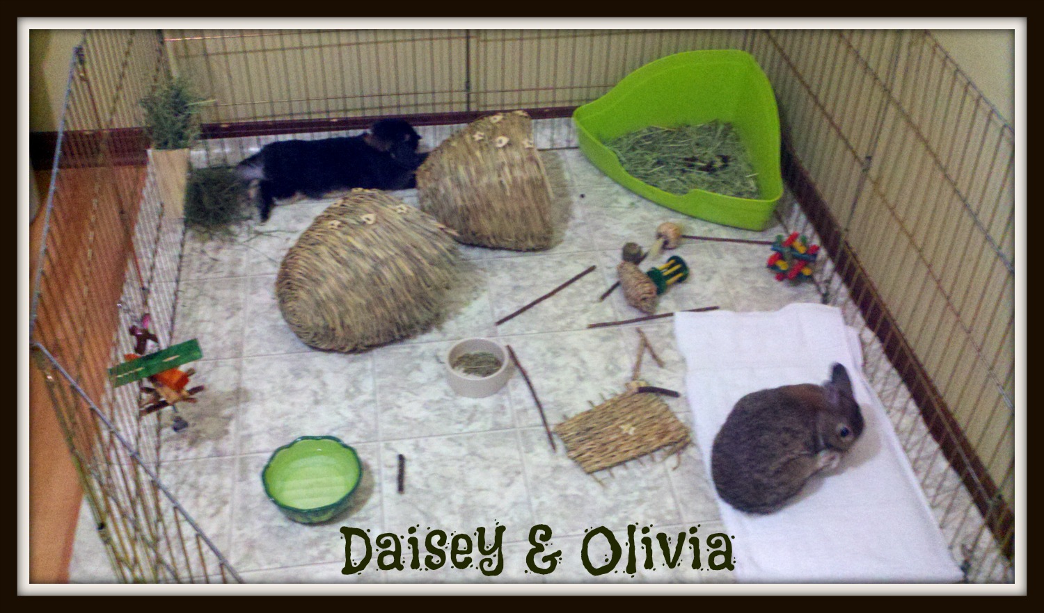 Daisey & Olivia