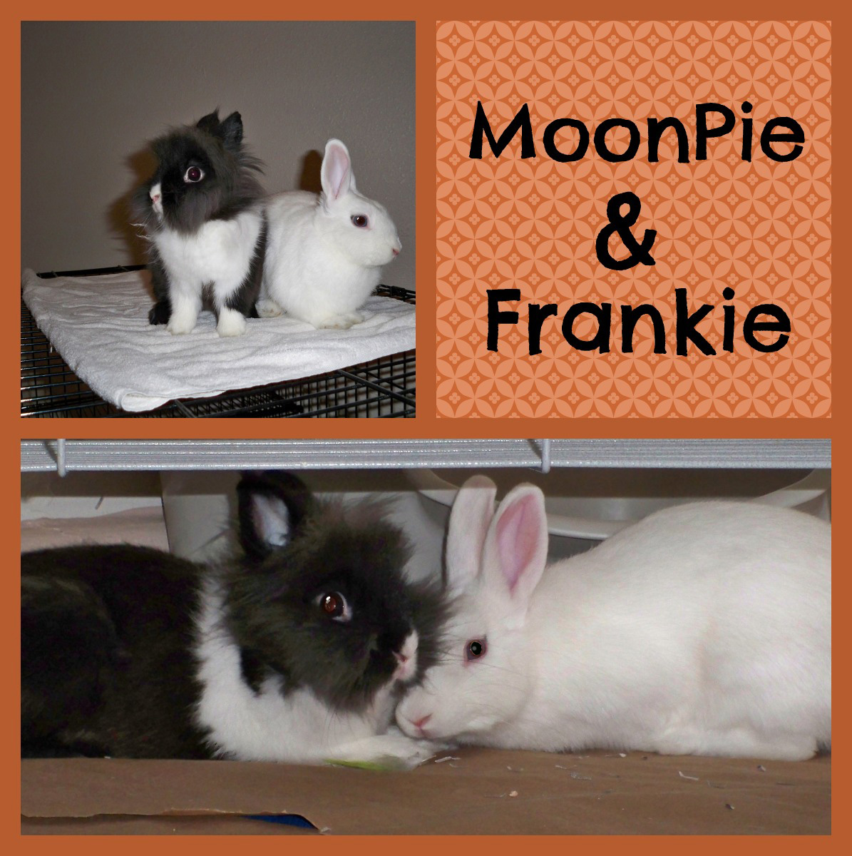 Moonpie & Frankie