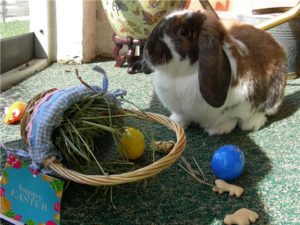 Peanut Bunny