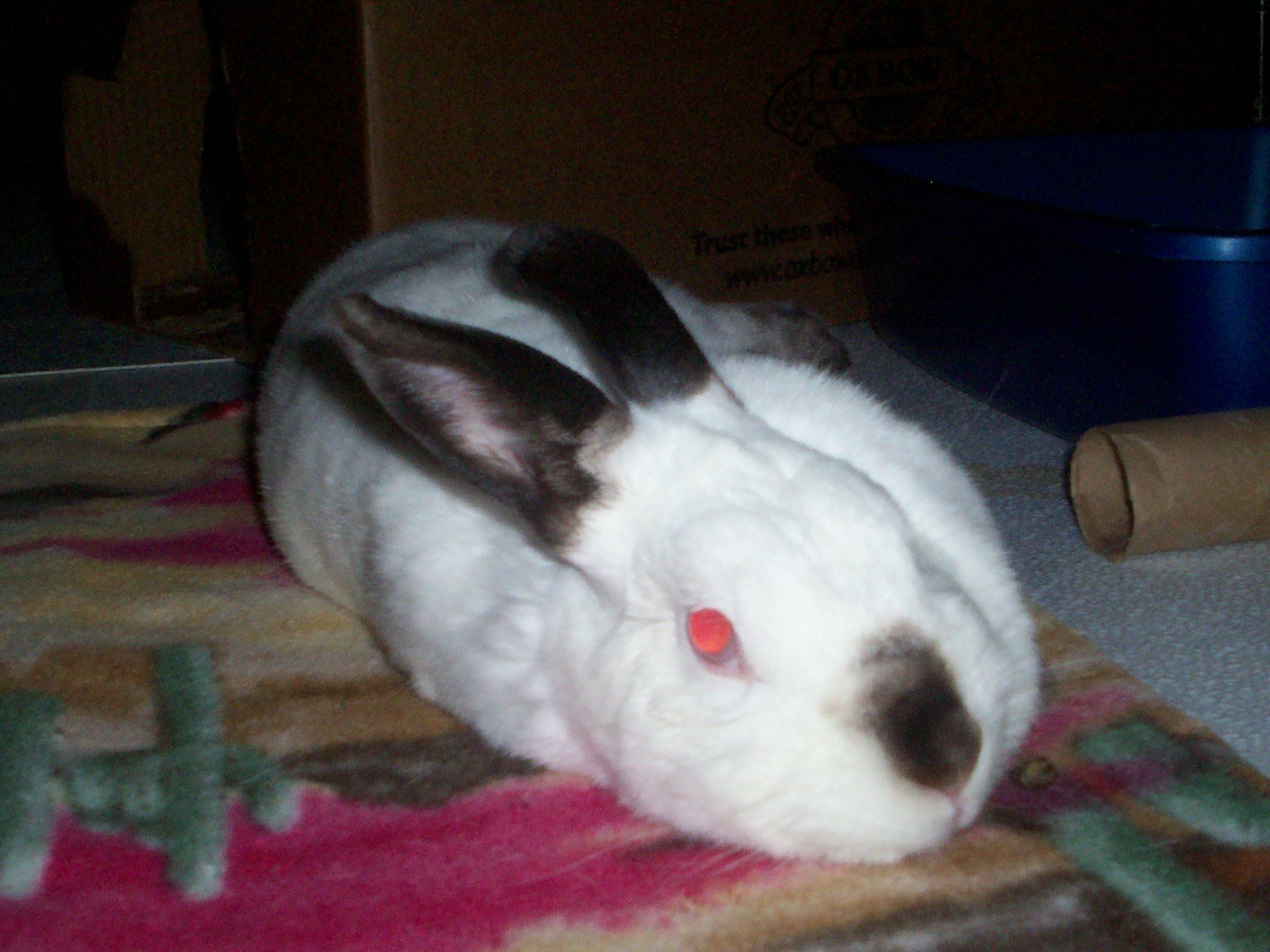 Vinny Bunnerino