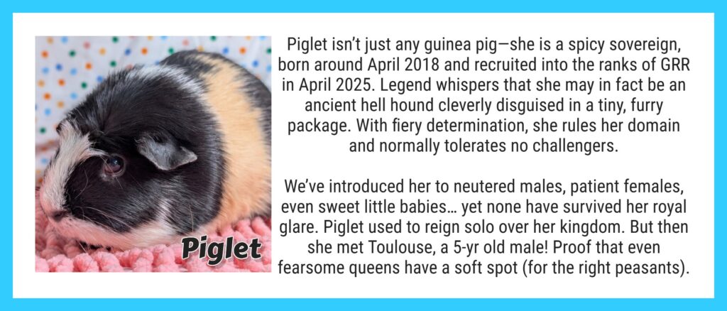 Piglet